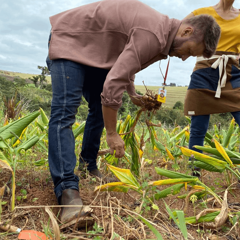 Rodrigo o estagiario, the intern, standing in a field pulling plants. Maroon shirt and blue jeans. Woman standing next to him in a yellow shirt with a tan apron on - Link to Instagram post