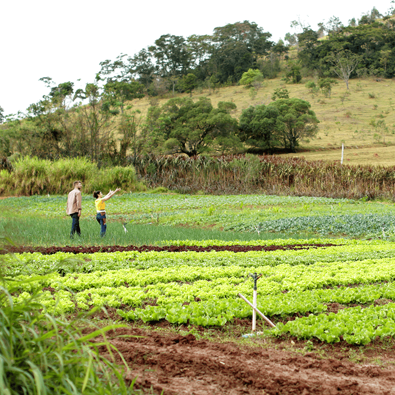 Rodrigo o estagiario, the intern, walking in a spice field. Far away shot. Maroon shirt and blue jeans. Woman standing next to him with her arms in the air pointing at something. She is in a yellow shirt and dark hair.  - Link to Instagram post