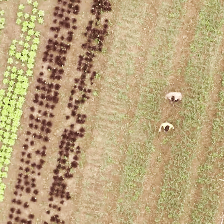 Ariel view of a spice field. Rodrigo o estagiario, the intern and woman are in the shot - Link to Instagram post